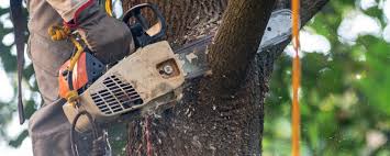 Best Weed Control  in Myerstown, PA