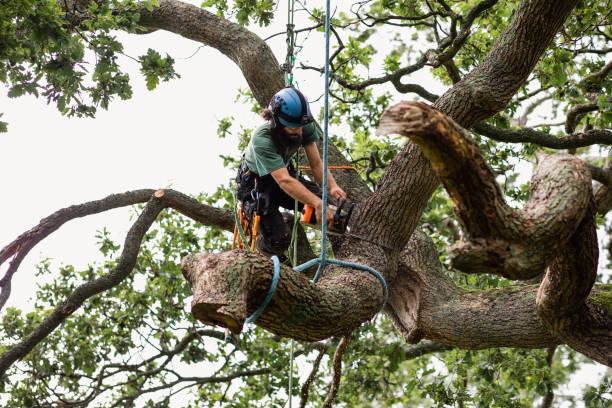 Best Tree Disease Treatment  in Myerstown, PA