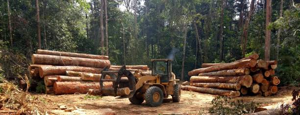 Best Hazardous Tree Removal  in Myerstown, PA