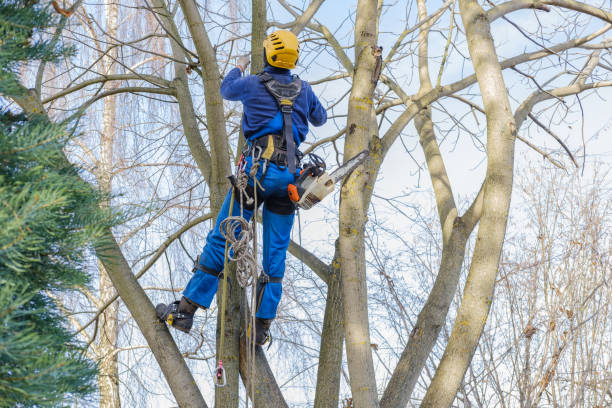 Best Pest Control for Lawns  in Myerstown, PA