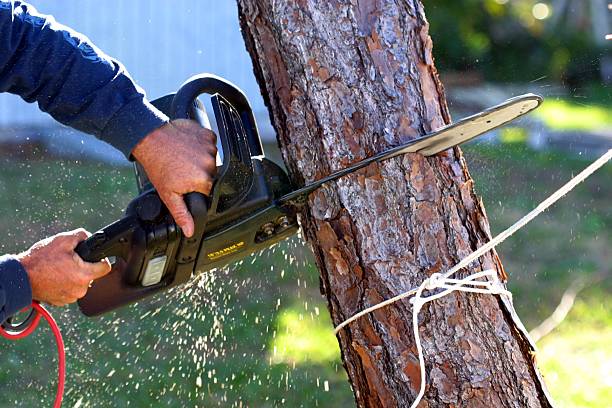 Best Tree Mulching  in Myerstown, PA