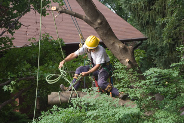Best Lawn Irrigation Installation and Maintenance  in Myerstown, PA