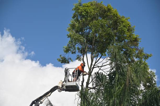 Best Tree and Shrub Care  in Myerstown, PA