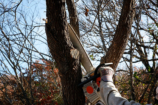 Seasonal Cleanup (Spring/Fall) in Myerstown, PA