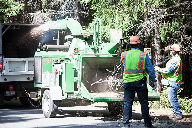 Best Tree Cabling and Bracing  in Myerstown, PA