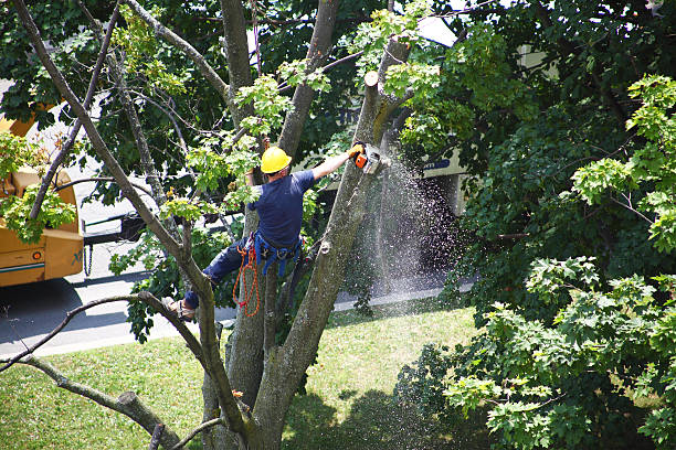 Best Lawn Pest Prevention  in Myerstown, PA