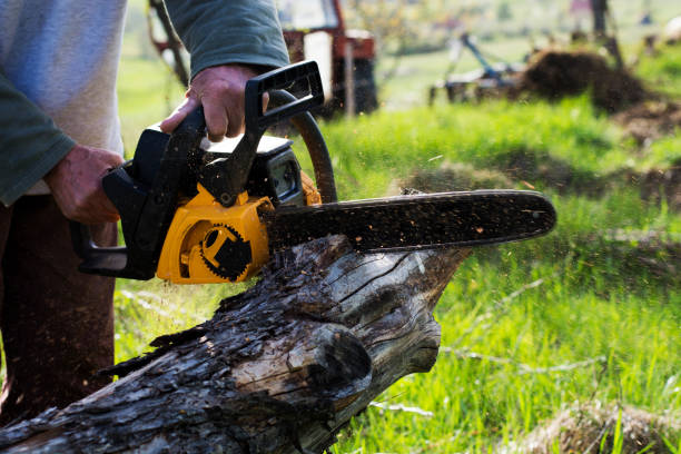 Trusted Myerstown, PA Tree Care Experts