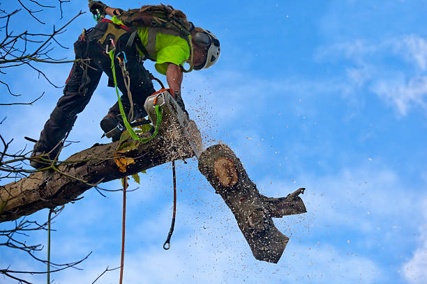 How Our Tree Care Process Works  in  Myerstown, PA