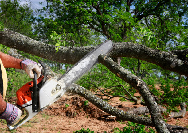 Best Lawn Renovation and Restoration  in Myerstown, PA